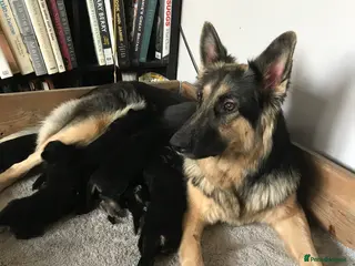 German Shepherd dogs Pure breed German shepherd puppies - Advert 3
