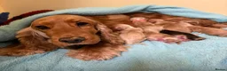 Cocker Spaniel dogs for sale: KC Reg Show Type Cocker Spaniel Puppies in Melton Mowbray - Advert 3