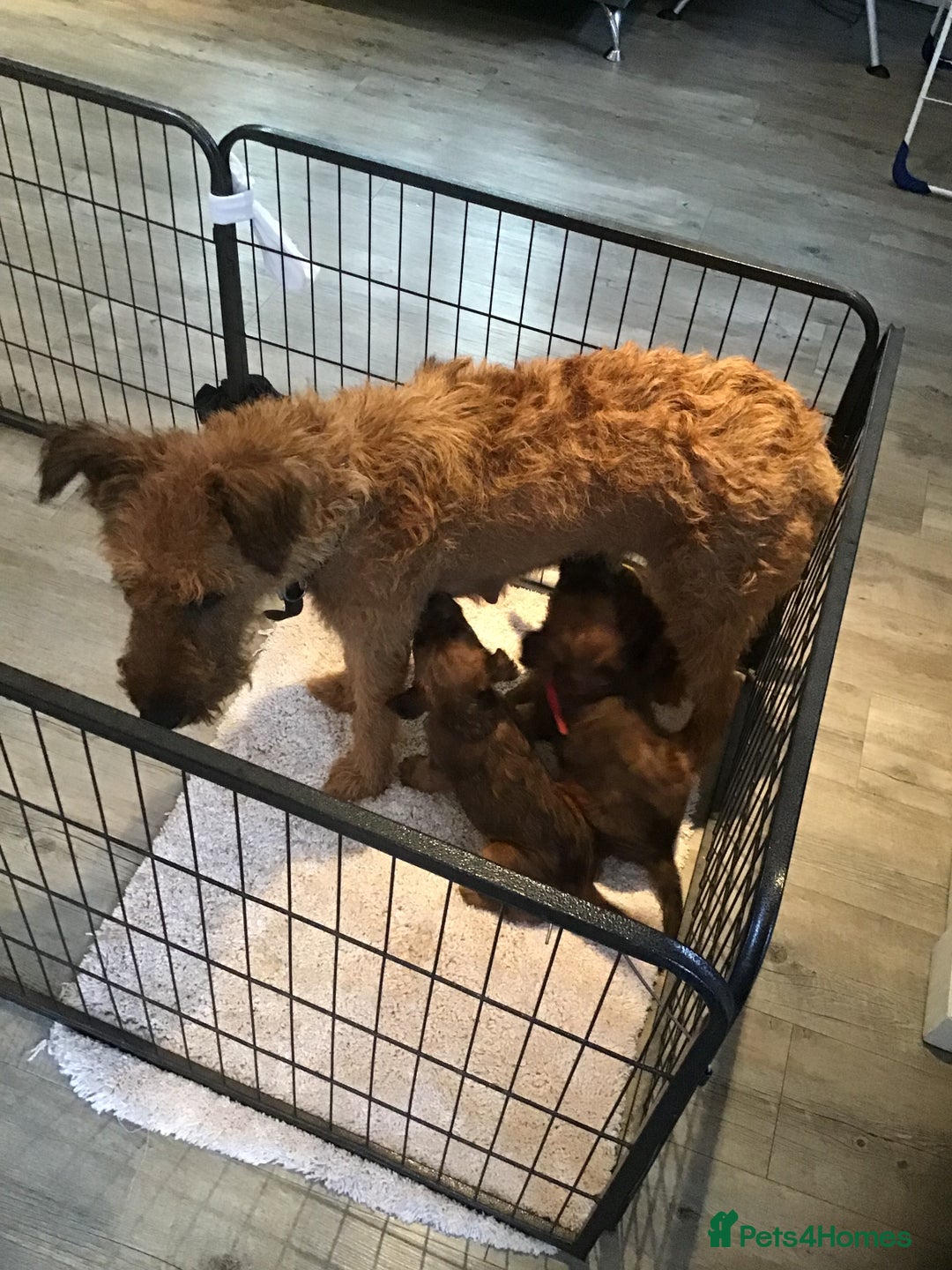 Irish Terrier dogs for sale: 3 Irish terrier bitches - Image 1