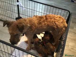 Irish Terrier dogs - Advert 6