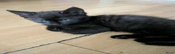 Mixed Breed cats for sale: Kittens for sale  - Advert 7