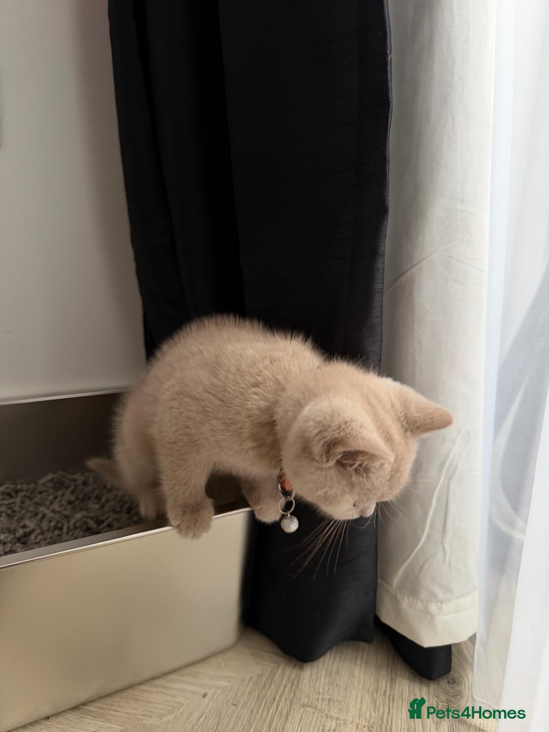 British Shorthair cats for sale: Lilac British Shorthair  - Advert 9