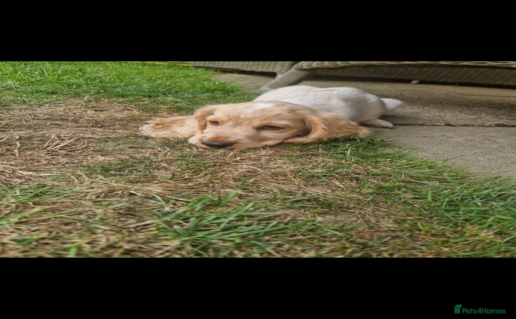 Cocker Spaniel dogs - Advert 15
