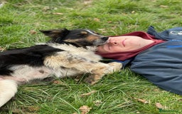 Border Collie dogs for sale: Border collie puppies  - Advert 1