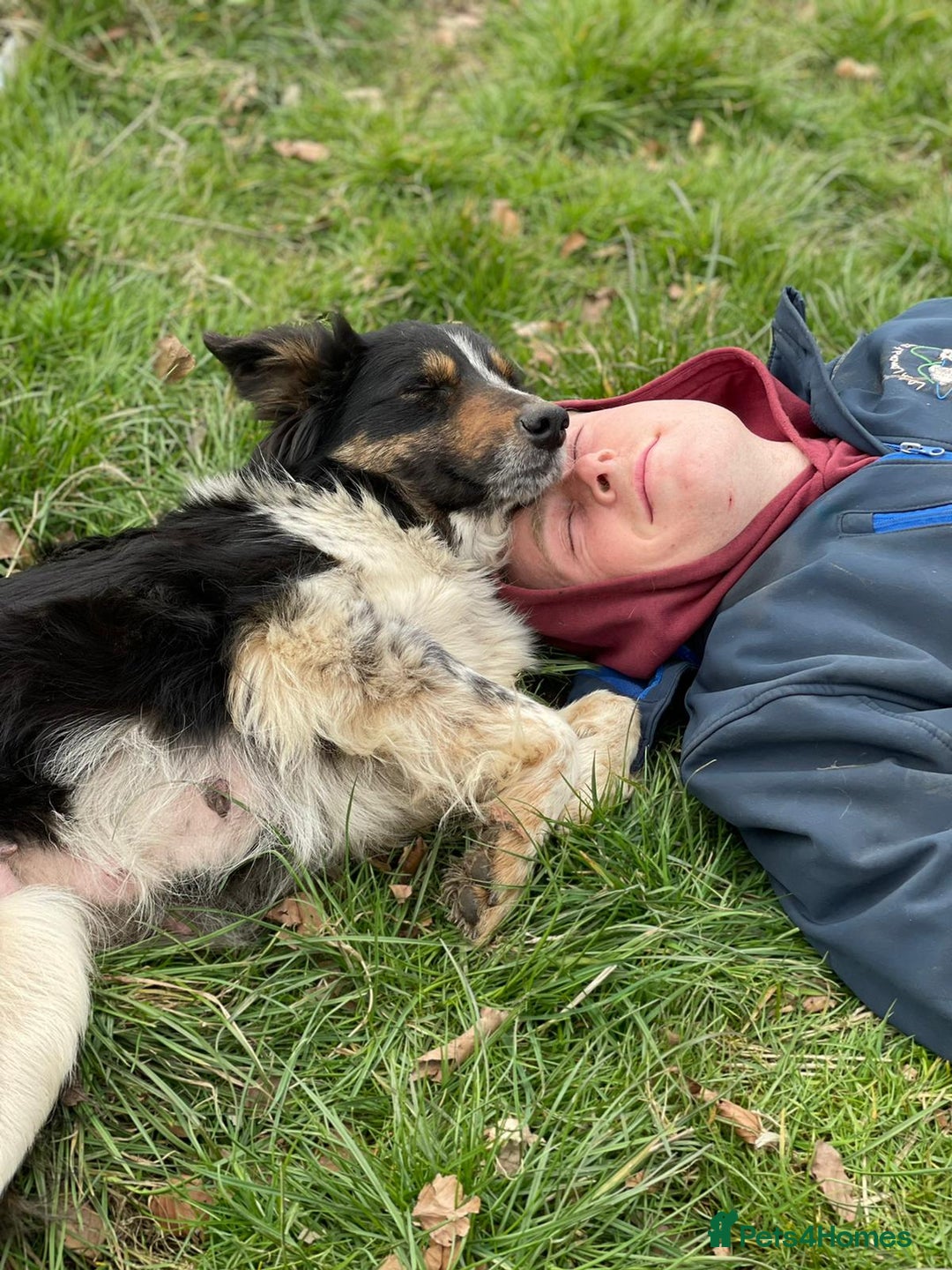 Border Collie dogs for sale: Border collie puppies  - Advert 1