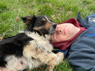 Border Collie dogs for sale: Border collie puppies - Advert 1