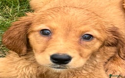 Golden Retriever dogs for sale: Dark fox red KC golden retriever puppies - Image 16