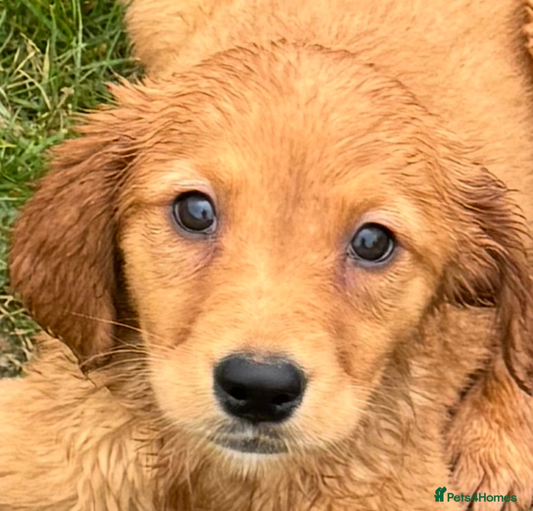 Golden Retriever dogs for sale: Dark fox red KC golden retriever puppies - Image 16