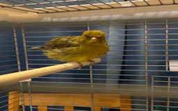 Canaries birds for sale: Fife canary pair for sale  - Image 4