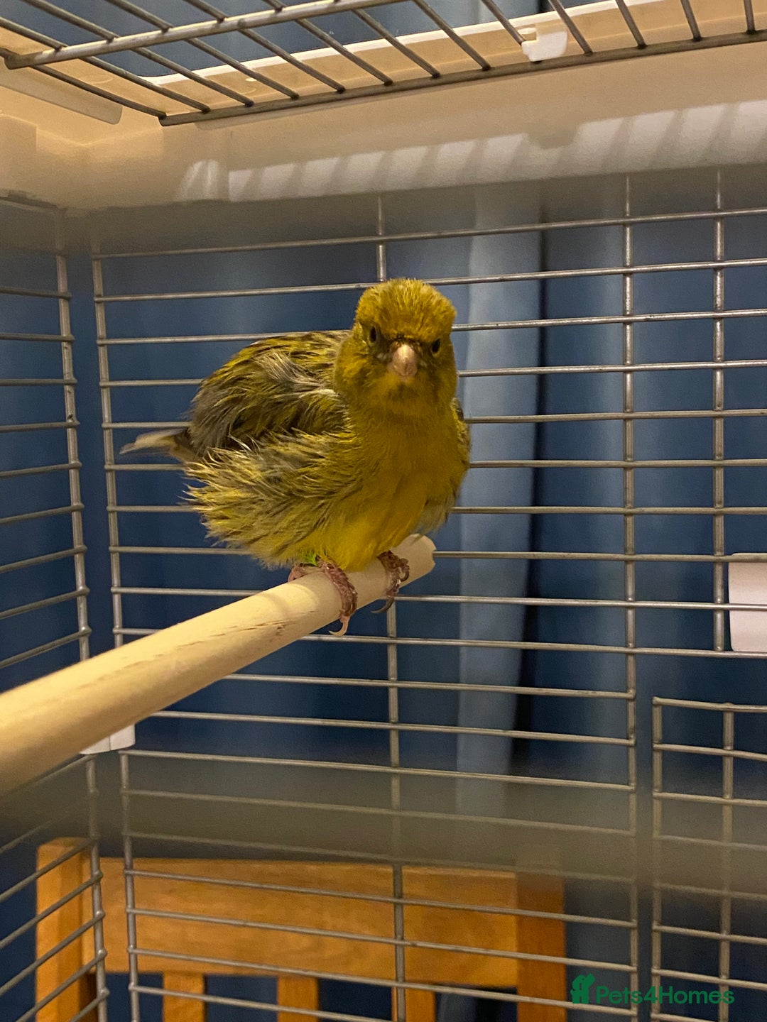 Canaries birds for sale: Fife canary pair for sale  - Image 4