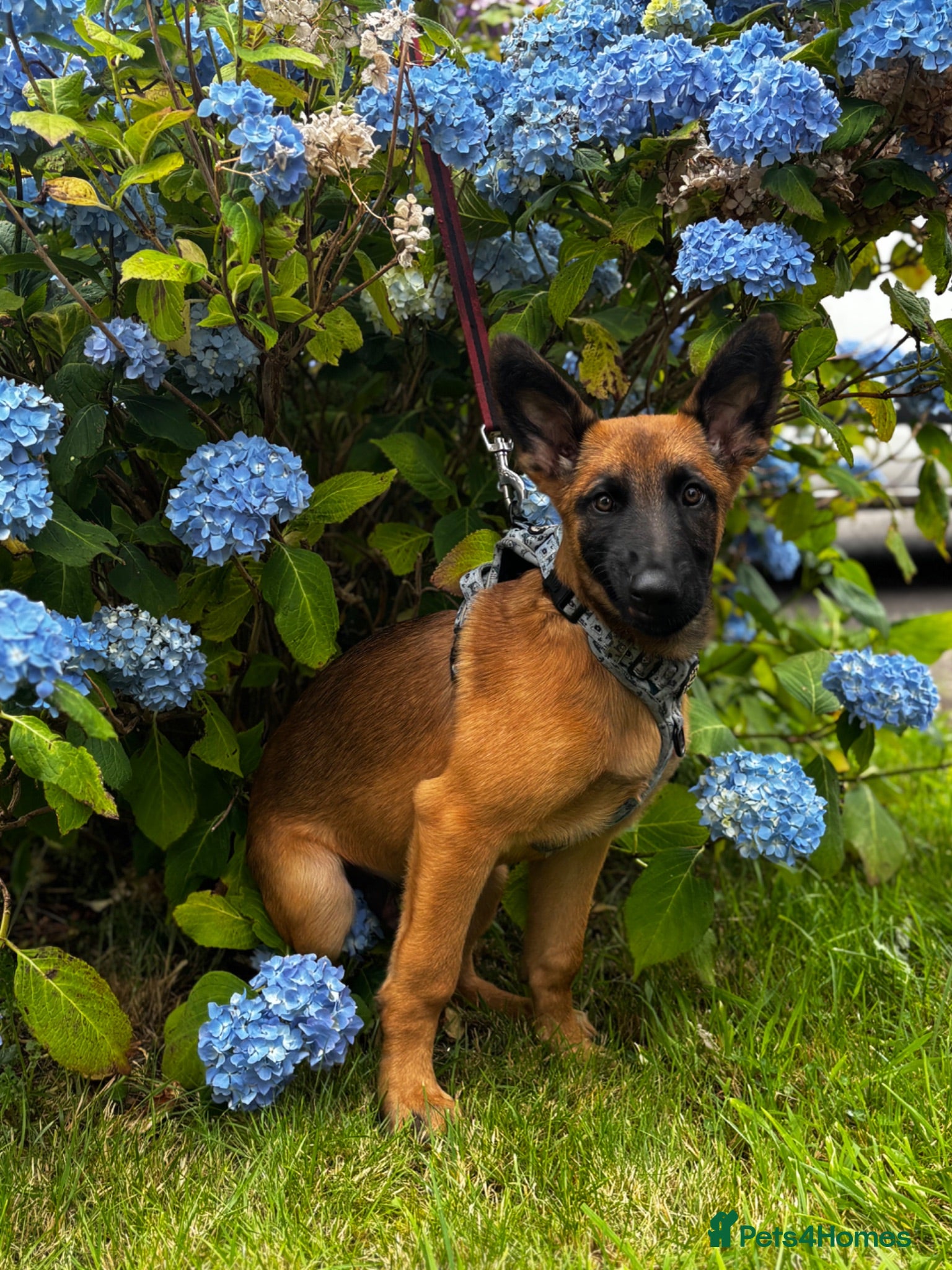 Belgian Shepherd Dog dogs 18 week old Belgian Malinois seeking forever home - Advert 17
