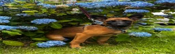 Belgian Shepherd Dog dogs for sale: 18 week old Belgian Malinois seeking forever home in Hamilton - Advert 1