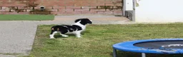 Cavalier King Charles Spaniel dogs for sale: Beautiful Cavalier King Charles Spaniel male  - Advert 8