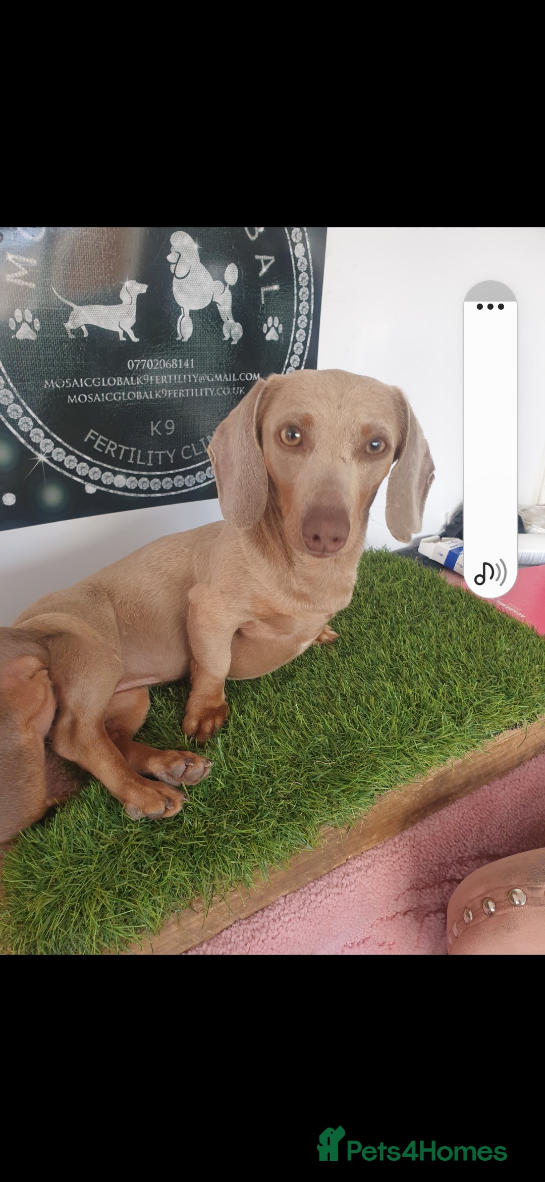 Miniature Dachshund dogs for sale: Stunning miniature dachshund puppies  - Advert 4