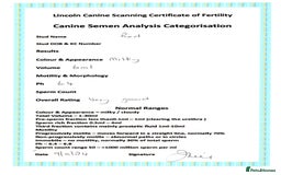 Miniature Poodle dogs for stud: KC health tested dog via POLICE K9 behaviourist - Image 11