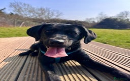 Mixed Breed dogs for adoption: Holly is in search of her forever home.  - Image 7