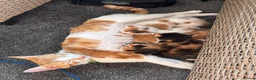 Mixed Breed cats for sale: 5 gorgeous kittens for sale  - Advert 12