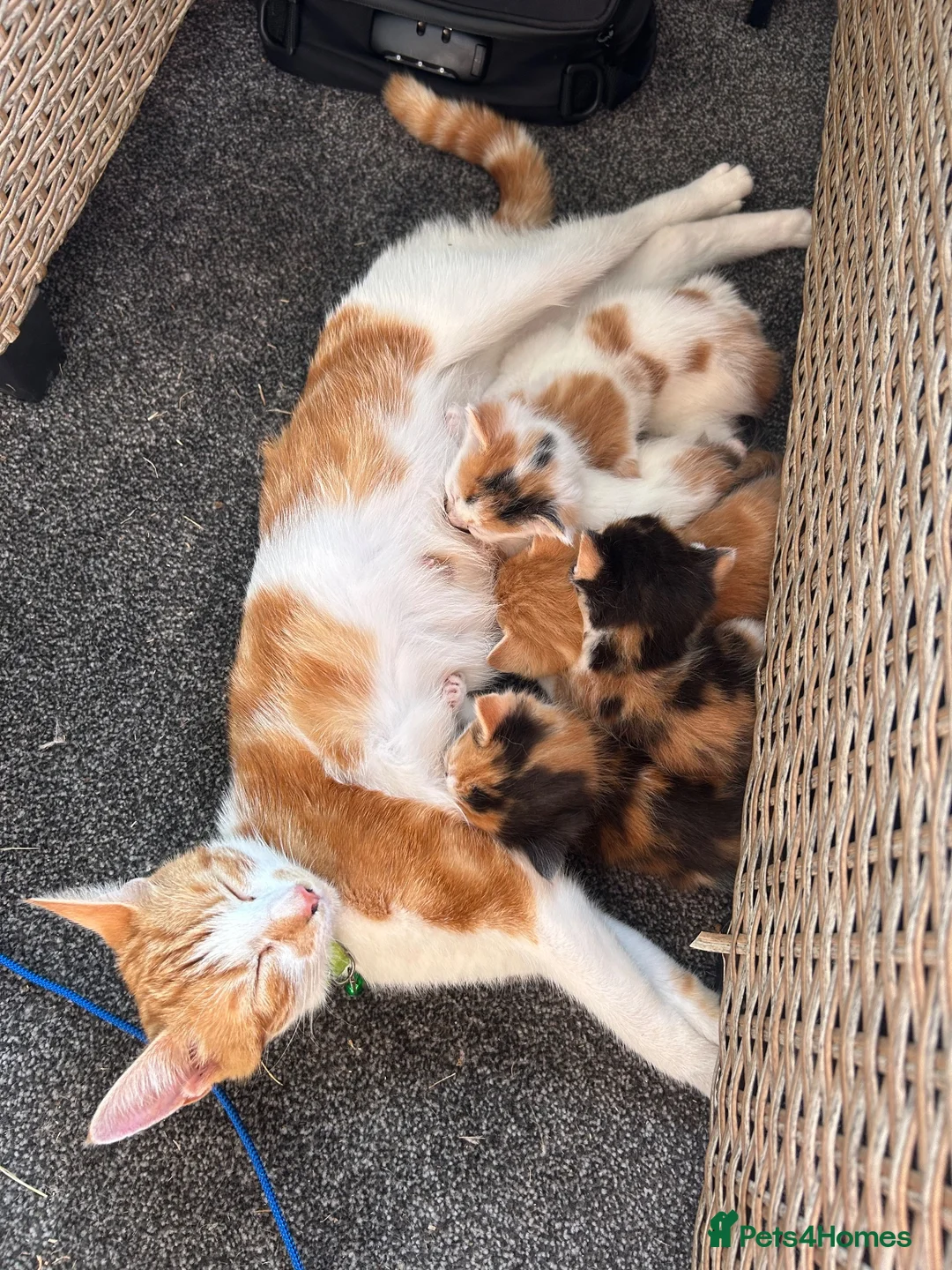 Mixed Breed cats for sale: 5 gorgeous kittens for sale  - Advert 12