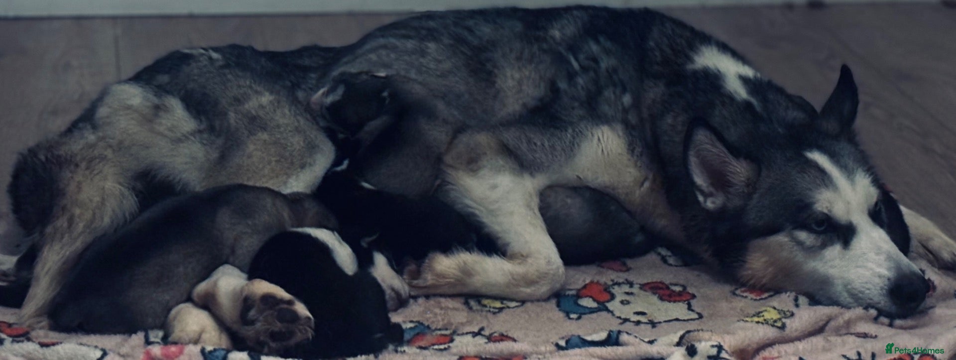 Siberian Husky dogs 7 beautiful Siberian huskies 🤍 - Advert 16