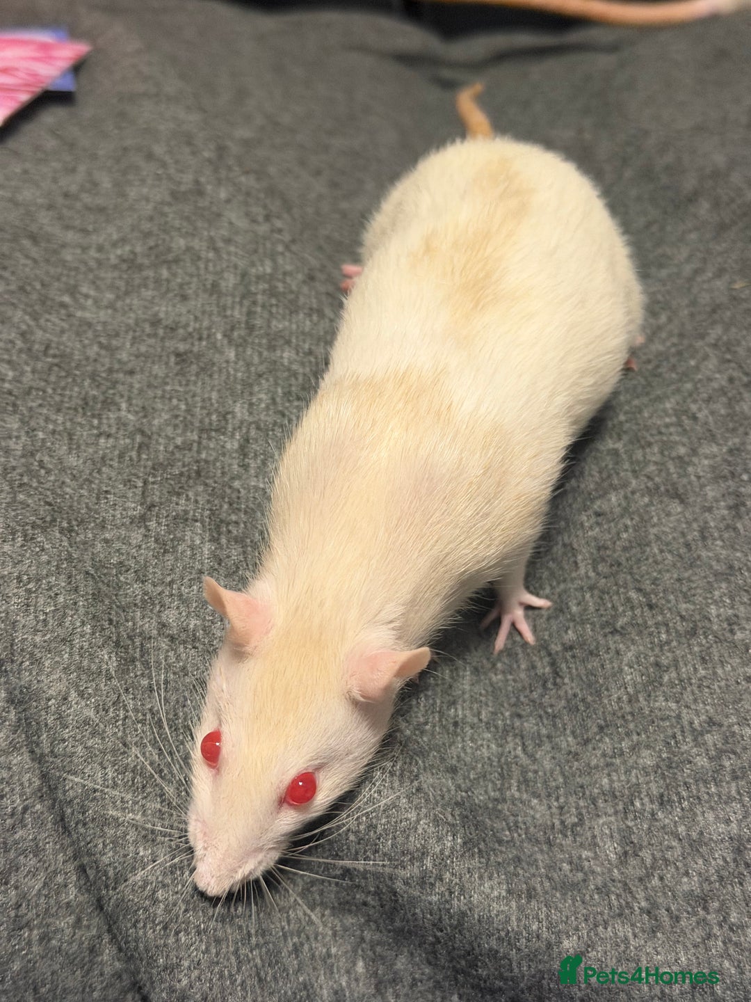 Rat rodents for sale: 3 x female rats  - Image 5