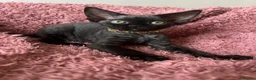 Devon Rex cats for sale:  Pedigree BEAUTIFUL DEVON REX kittens ✨ - Advert 5