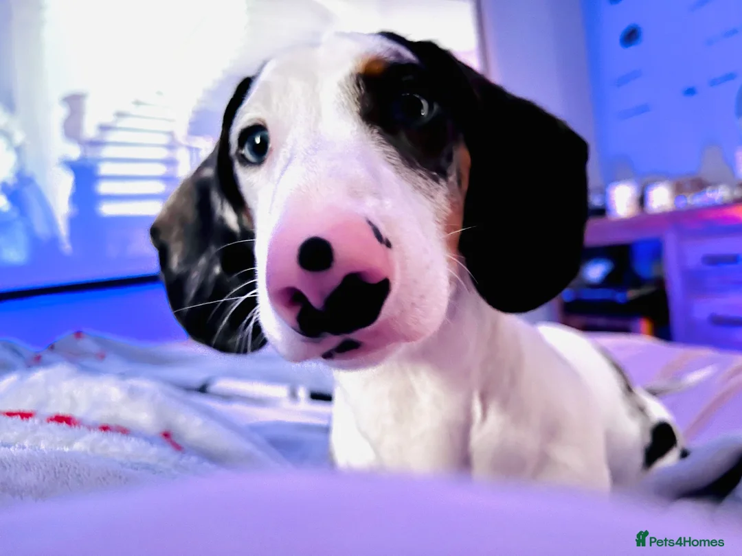 Dachshund dogs for sale: Beautiful boy dashound  - Advert 7