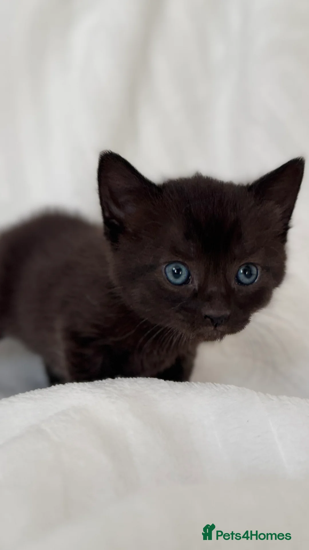 Sphynx cats for sale: ADORABLE KITTENS AVAILABLE - Advert 5