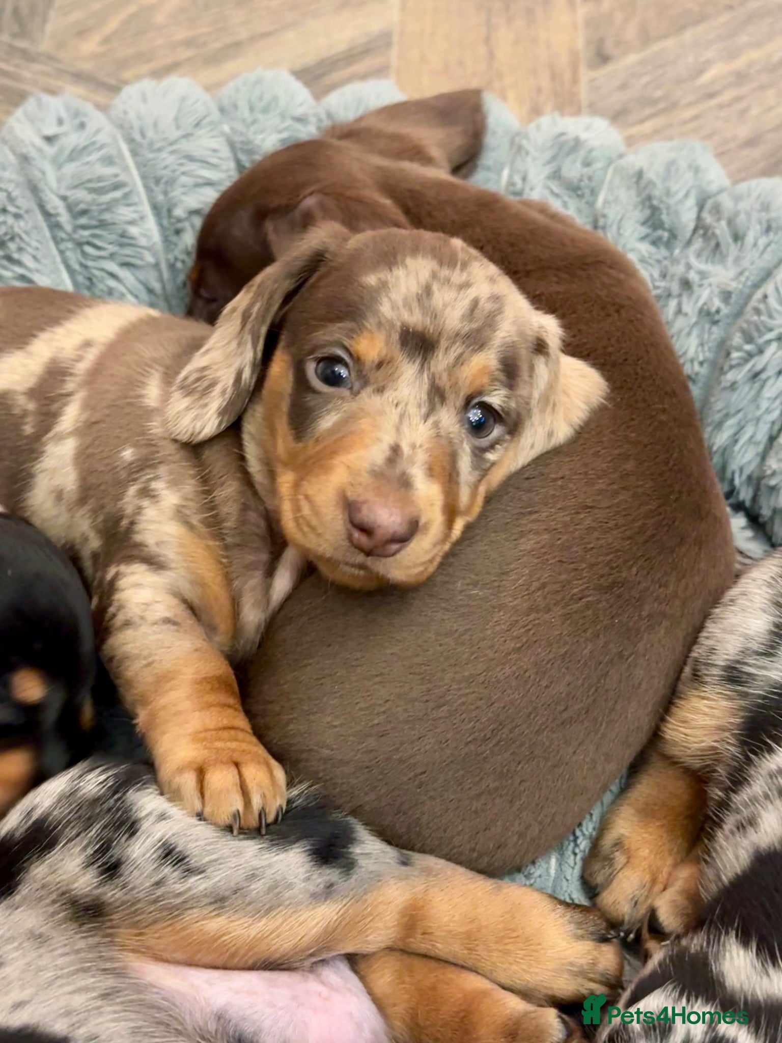 Miniature Dachshund dogs 2 super cute  dachshund babies   - Advert 2
