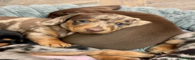 Miniature Dachshund 2