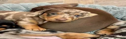 Miniature Dachshund dogs for sale: 2 super cute  dachshund babies   in Mirfield - Advert 1