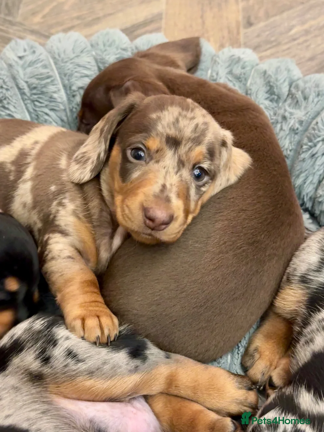 Miniature Dachshund dogs for sale: 2 super cute  dachshund babies   in Mirfield - Advert 1