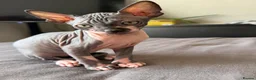 Sphynx cats for sale: Beautiful sphinx kittens  - Advert 6