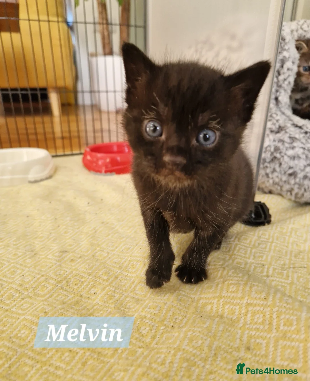 Mixed Breed cats for sale: Russian Blue & Bengal Cross kittens - Advert 2