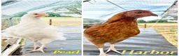Chickens poultry for sale: Chickens for sale  - Advert 1