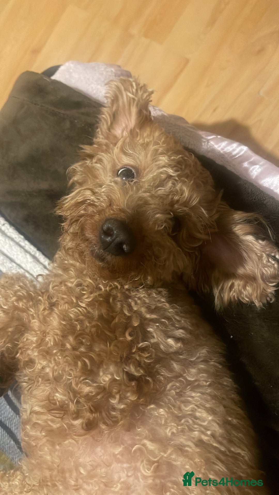 Toy Poodle dogs for sale: Toy poodle - Advert 4