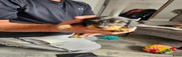 Dachshund dogs for sale: Wirehaired daschund pups - Advert 13