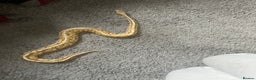 Python Snake reptiles for sale: Ball python - Advert 3