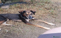 Saluki dogs for sale: Prince  in Leeds - Image 4