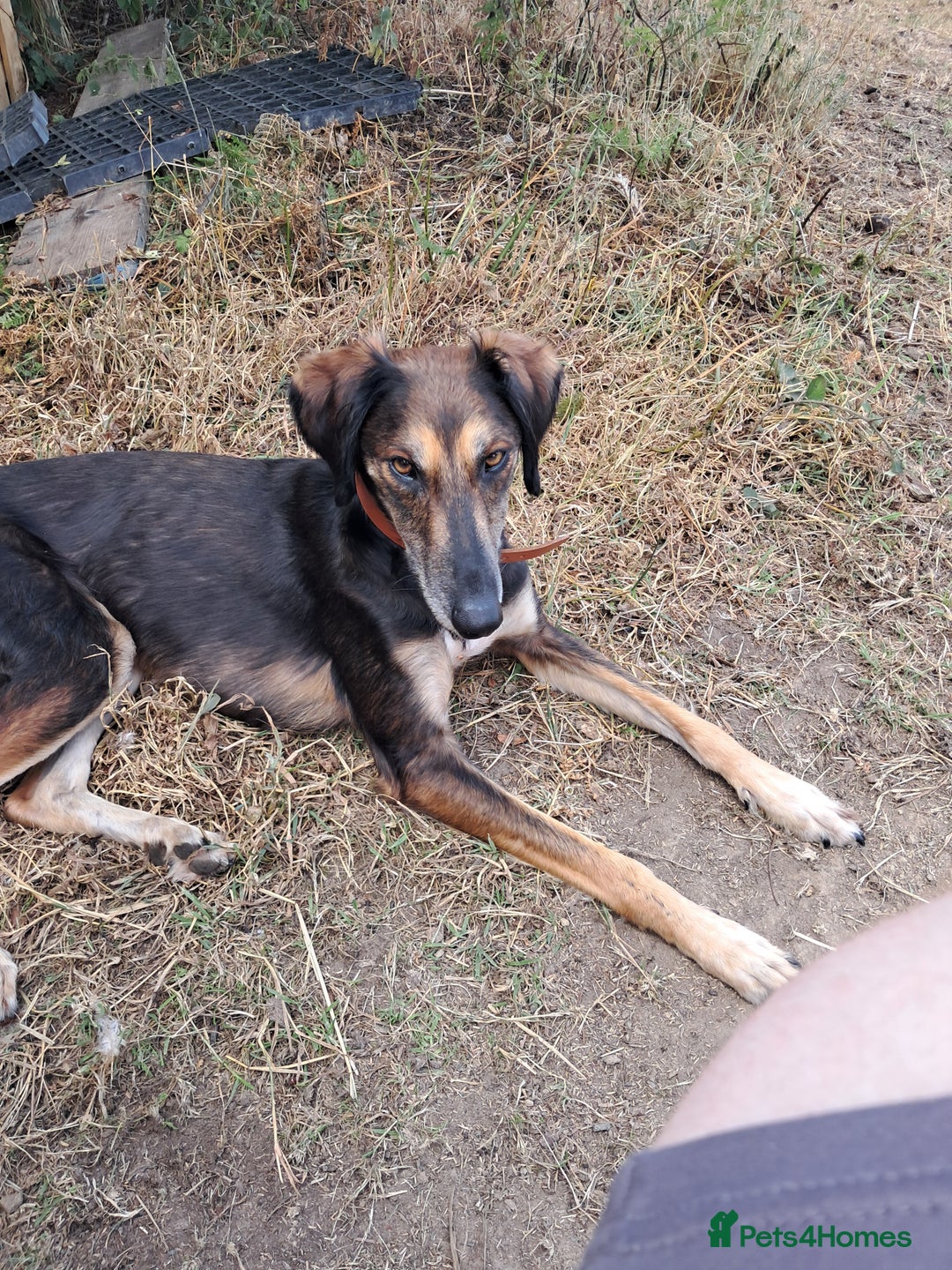 Saluki dogs for sale: Prince  in Leeds - Image 4