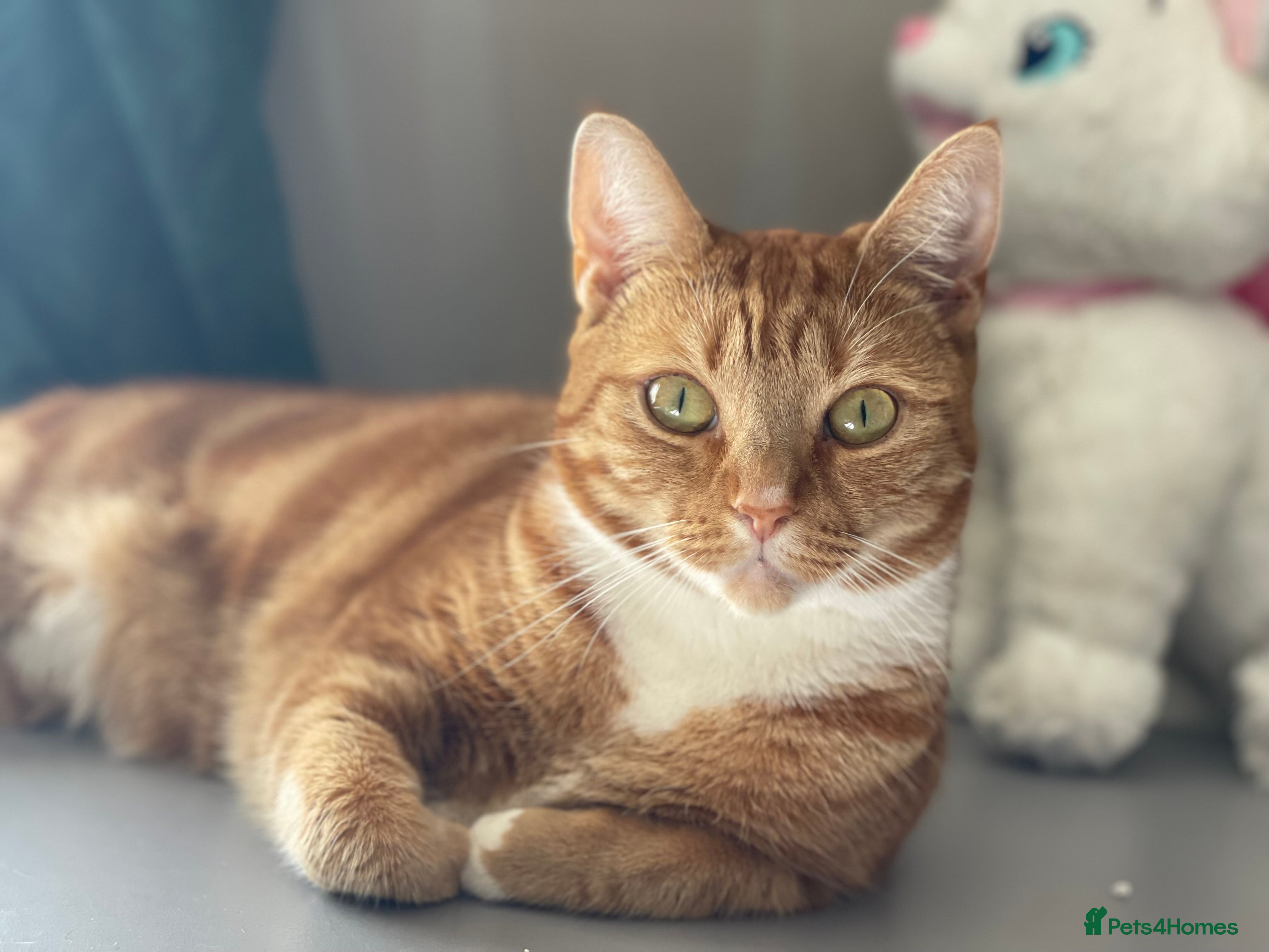 British Shorthair cats Adults cats free to good home - Advert 7