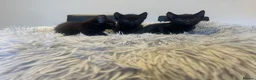 Savannah cats for sale: F3 savanna female left  - Advert 6