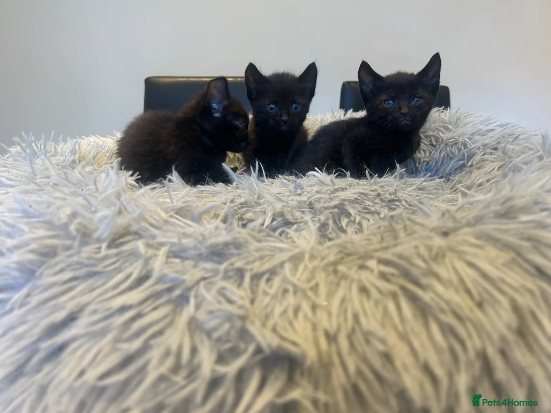 Savannah cats for sale: F3 savanna female left  - Advert 6