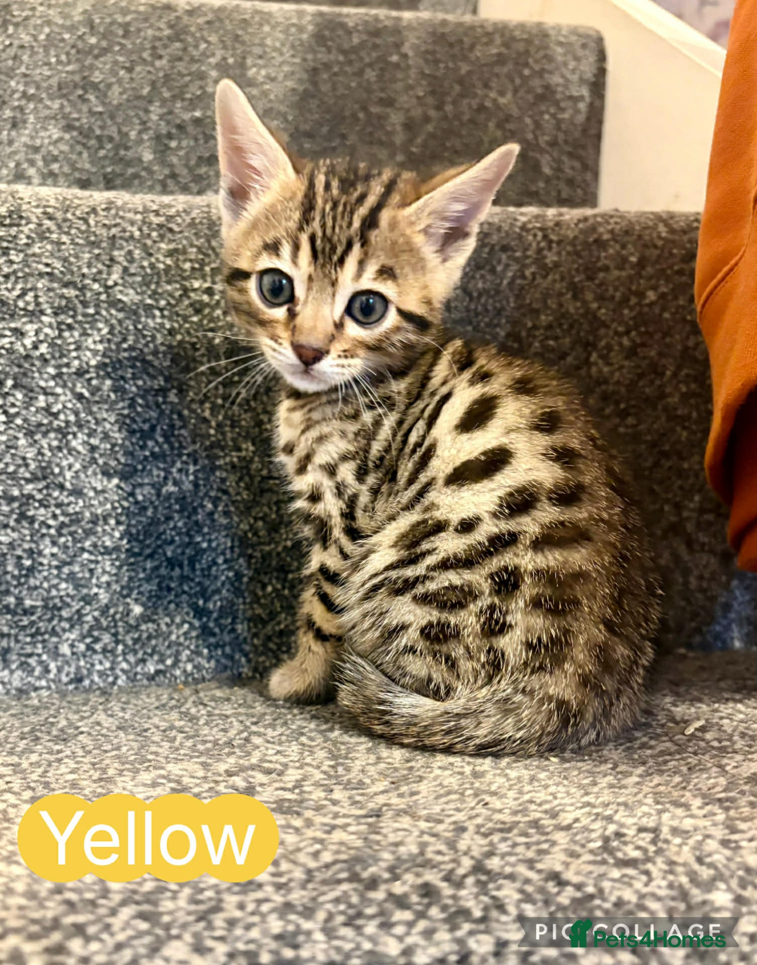 Bengal cats Amazing Bengal kittens  - Advert 1