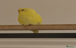 Budgerigars birds for sale: Budgie yellow Latino female semi tamed   - Advert 8