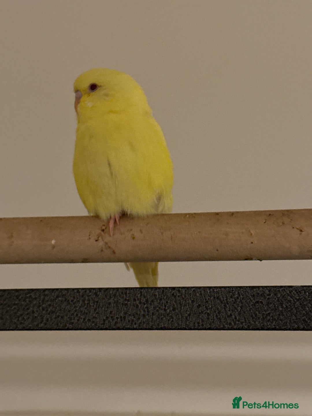 Budgerigars birds for sale: Budgie yellow Latino female semi tamed   - Advert 8