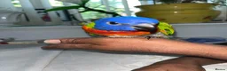 Lorikeets birds for sale: Baby Rainbow Lorikeet For Sale - Advert 5