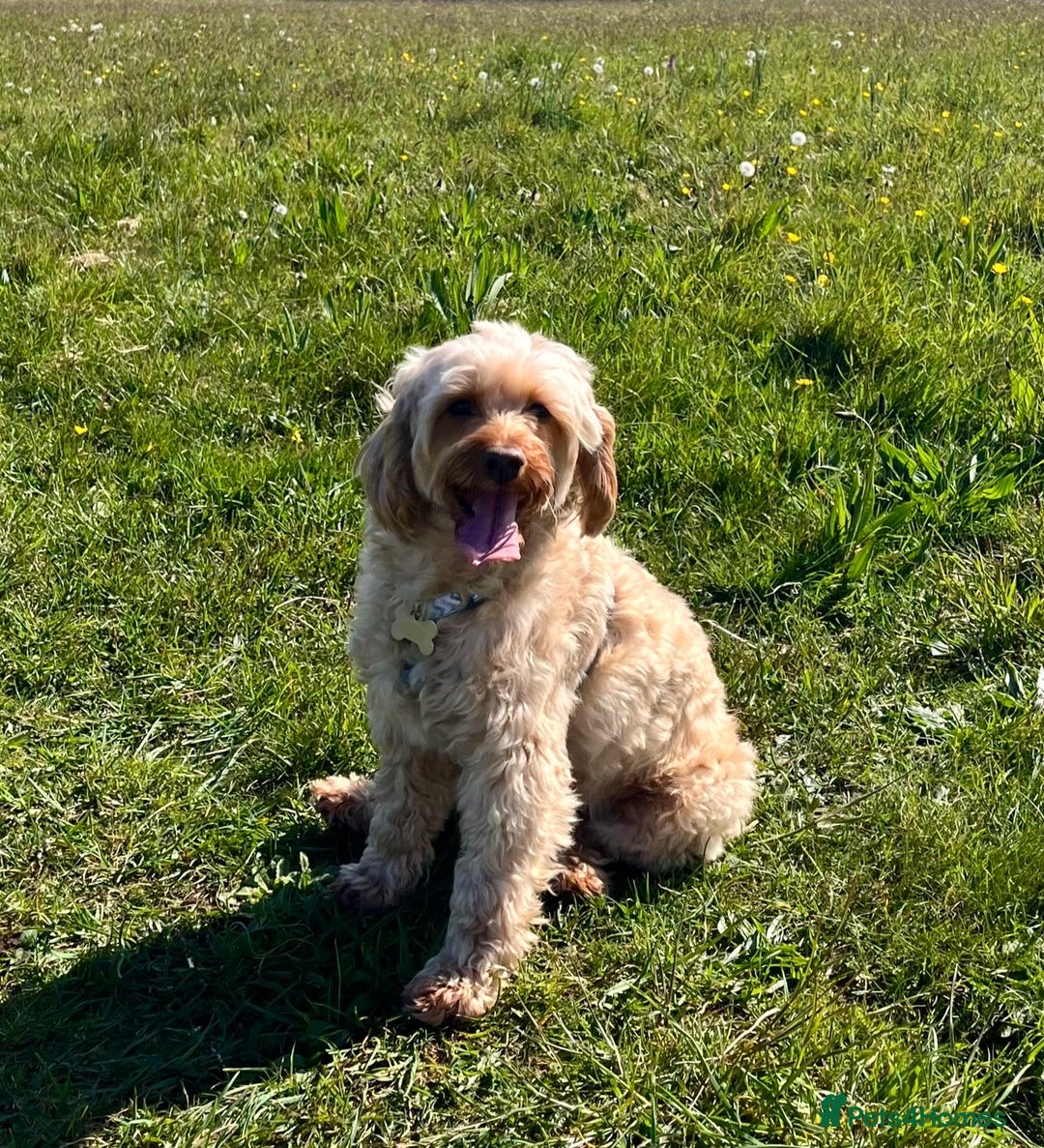 Cockapoo dogs for sale: Healthy friendly miniature apricot cockapoo 🩷 in Paignton - Image 4