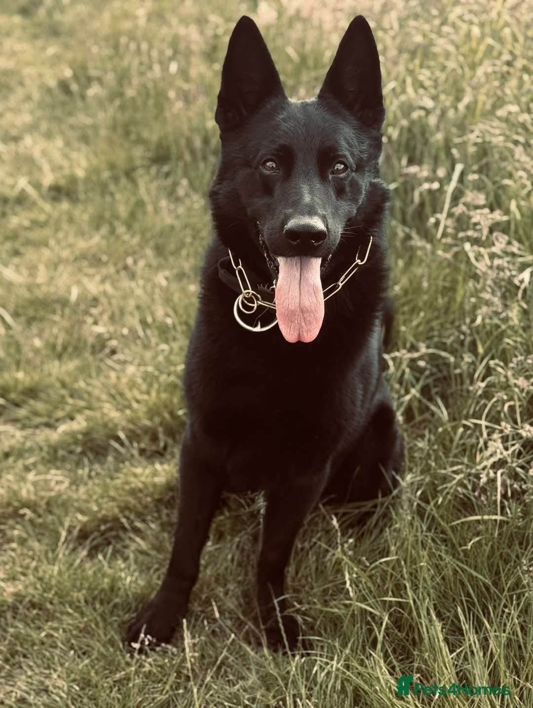 German Shepherd dogs for sale: 4 Month old German Shepherd Puppy for sale - Image 16