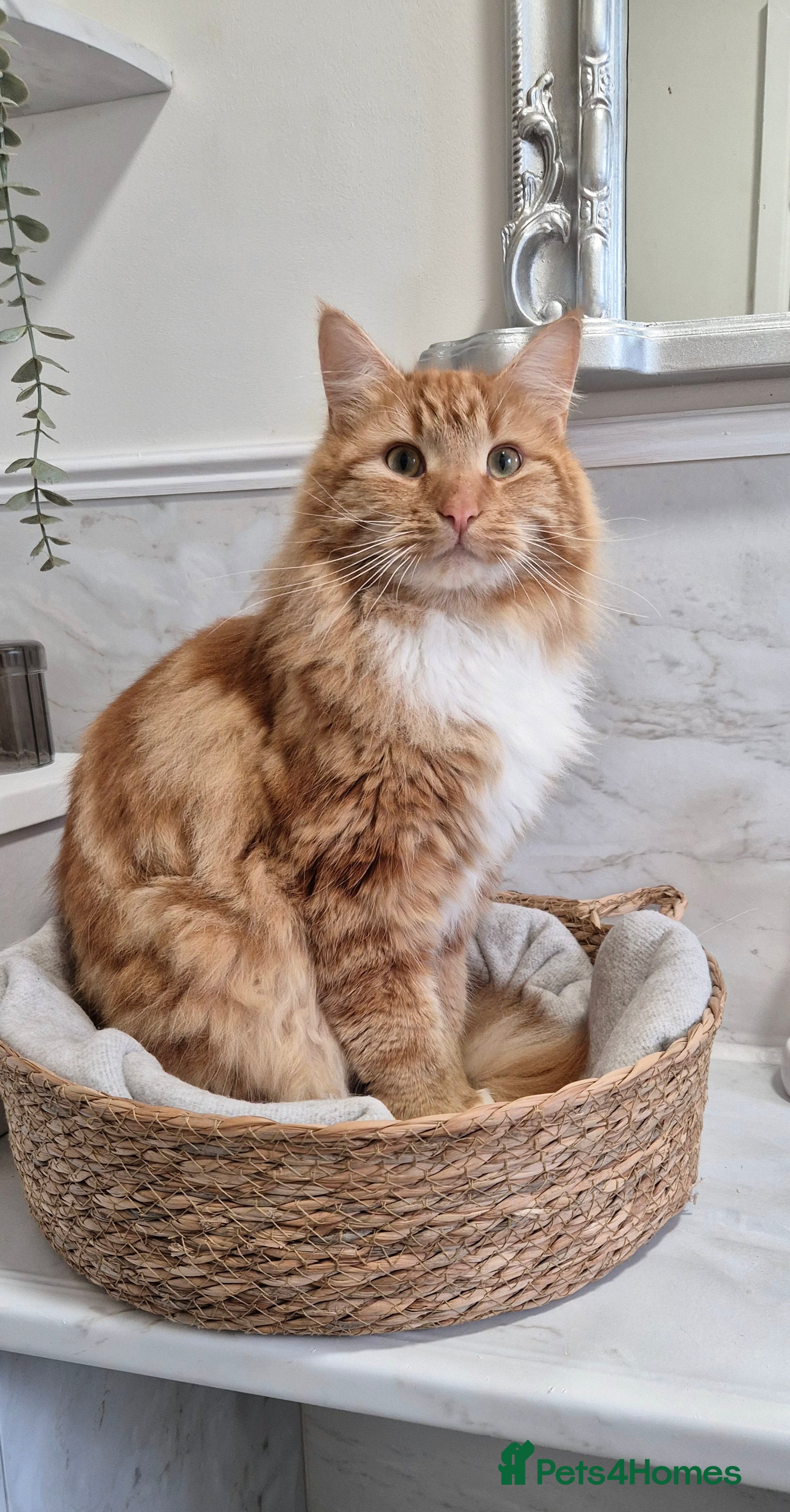 Turkish Angora cats Ginger Turkish Angora- looking for a new home♡ - Advert 2