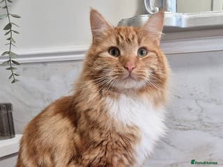 Turkish Angora cats Ginger Turkish Angora- looking for a new home♡ - Advert 2